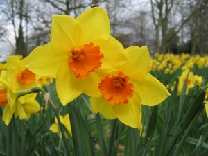 Daffodil-Flower-Picture-5