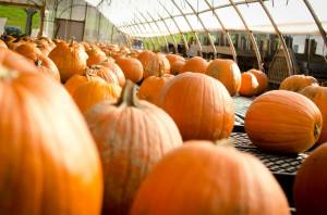 Photo by Robert DeSantos Jr.