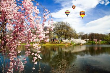 The-Cherry-Blossom-Festival-in-Branch-Brook-Park-New-Jersey.-Photo-by-Gary-718-at-www.123RF.com_[1]